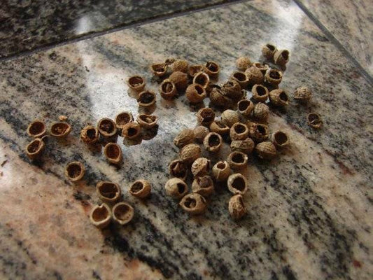 Three Coven Tree Bezoar Stones Magic Antique Goth Witchcraft Wealth Luck Magick